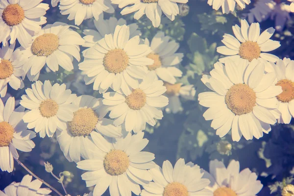 Picturesque chamomile field — Stock Photo, Image