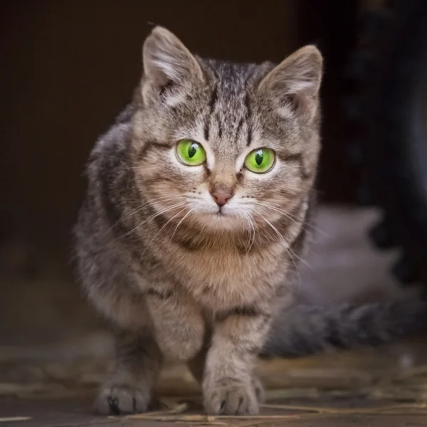 녹색 눈을 가진 회색, 줄무늬 고양이 — 스톡 사진