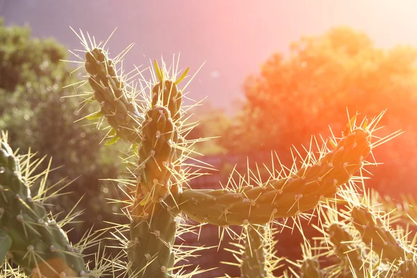 Branches de cactus pittoresques avec des épines — Photo