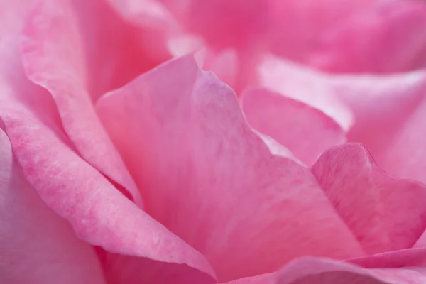 Schöne Blütenblätter der rosa Rose Blume — Stockfoto