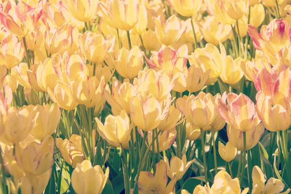 Tulipes colorées, belles fleurs — Photo