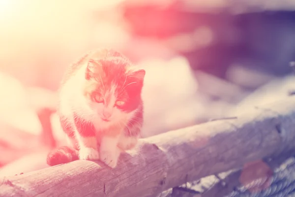 Colorful cat sitting outdoors — Stock Photo, Image