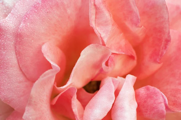 Beautiful petals of rose flower — Stock Photo, Image