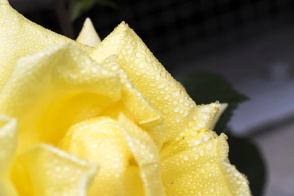 Pétalos de rosa con gotas de rocío — Foto de Stock