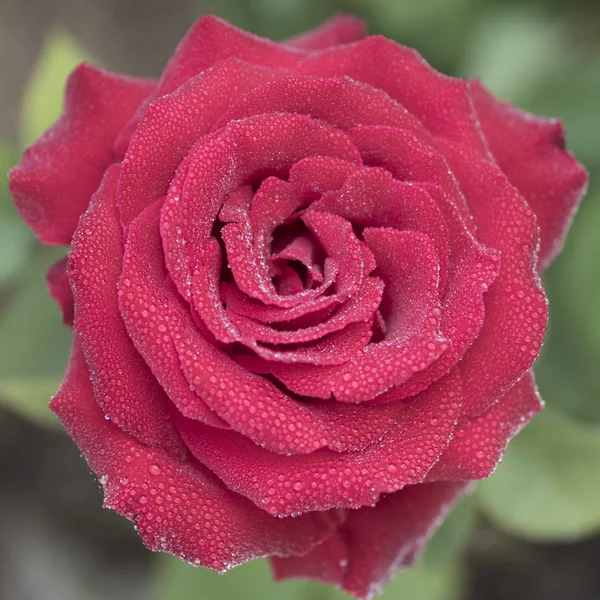 Beautiful petals of rose flower — Stock Photo, Image