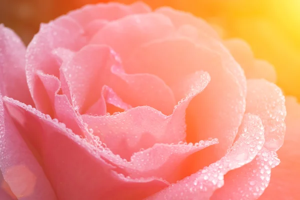 Petali di rosa con gocce di rugiada — Foto Stock