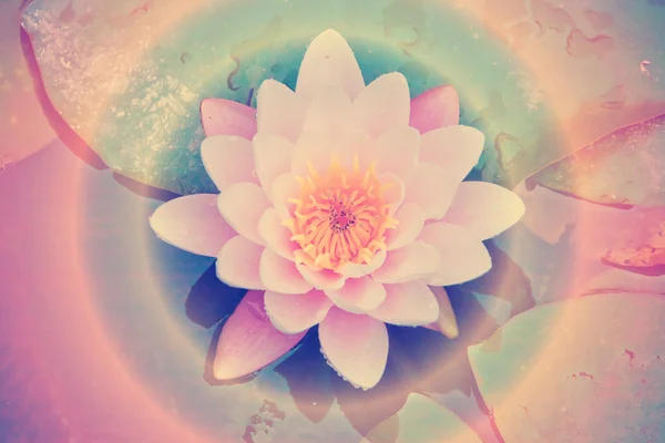 Flor de lótus colorido na água — Fotografia de Stock