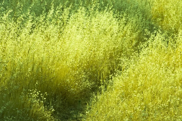 朝の太陽の草原草 — ストック写真