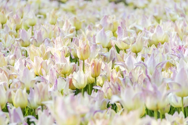 Colorful, beautiful blooming tulips — Stock Photo, Image