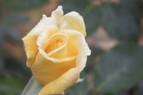 Pétalos de rosa con gotas de rocío — Foto de Stock