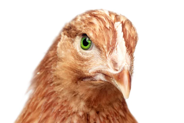 Red hen looking at camera — Stock Photo, Image