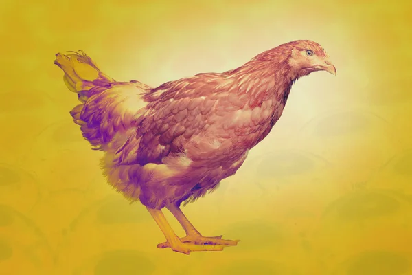 Цветная курица смотрит в камеру — стоковое фото