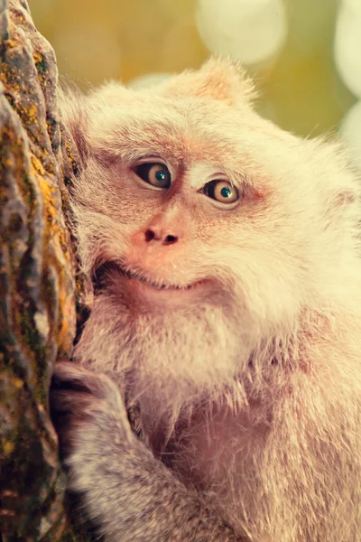 Retrato de macaco sorridente — Fotografia de Stock