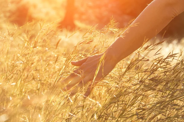 Weide gras met menselijke hand — Stockfoto