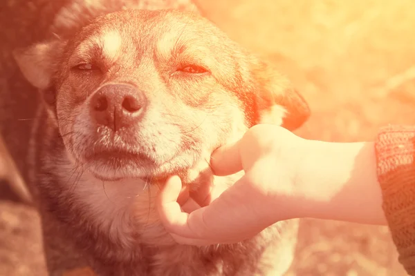 Perro acariciador de mano femenina —  Fotos de Stock