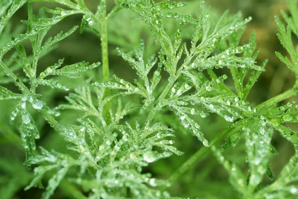 Gotas de rocío en plantas verdes — Foto de Stock