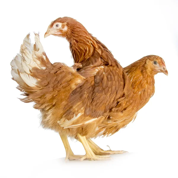 Two young, red hens — Stock Photo, Image