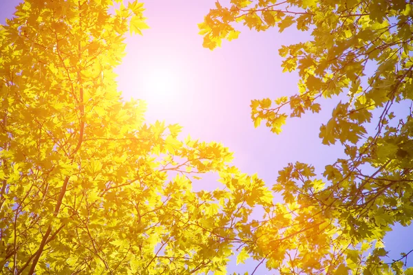 Vista dal basso del cielo degli alberi — Foto Stock