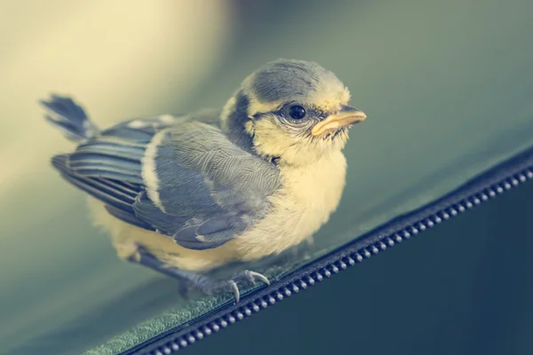 Little titmouse nestling — Stock Photo, Image