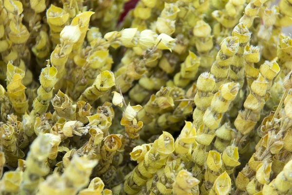 Pintorescas hierbas de secado verde — Foto de Stock