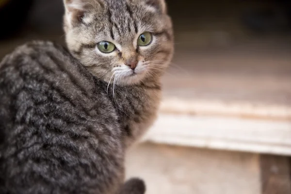 녹색 눈을 가진 회색, 줄무늬 고양이 — 스톡 사진