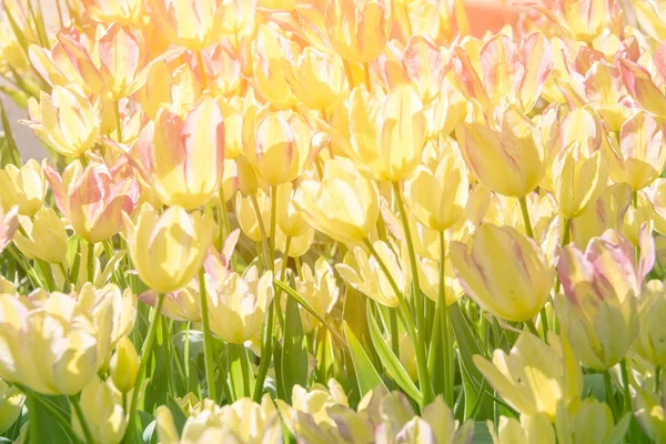 Tulipes colorées, belles fleurs — Photo
