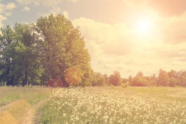 Pajiște cu flori și pădure pe fundal — Fotografie, imagine de stoc