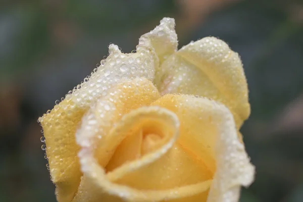 Pétalos de rosa con gotas de rocío — Foto de Stock