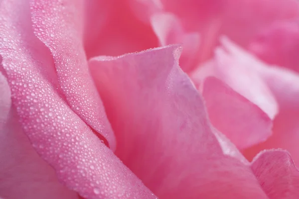 Bei petali di fiore di rosa — Foto Stock