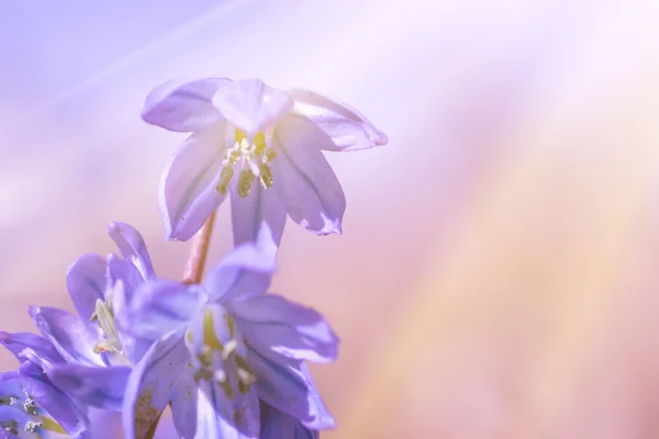 Сині перші весняні квіти — стокове фото