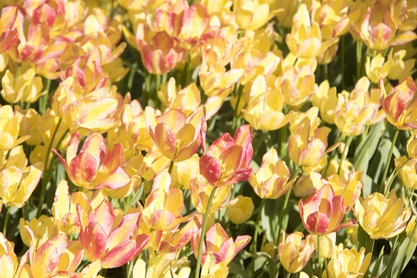 Tulipes colorées, belles fleurs — Photo