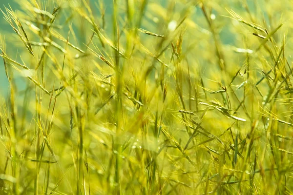 Meadow grass in morning sun — Stock Photo, Image