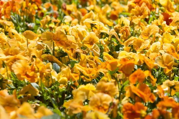 Beautiful blooming flowers — Stock Photo, Image