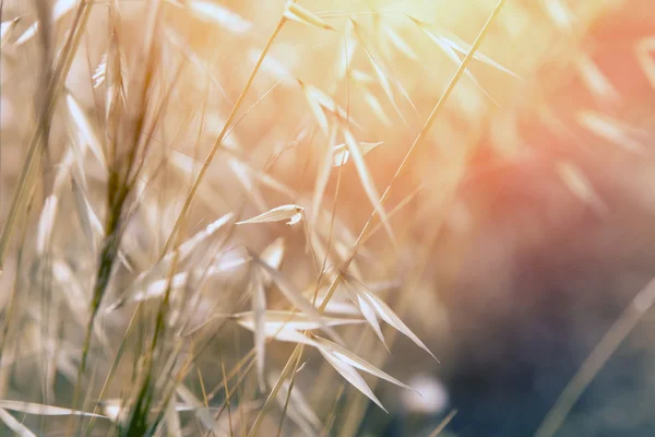 Prato erba al sole del mattino — Foto Stock