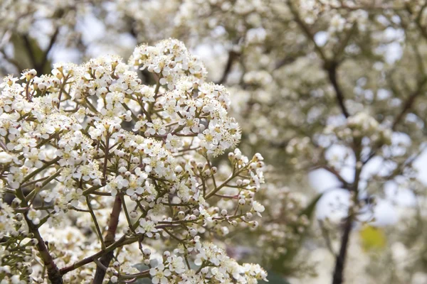 Beautiful blooming tree branches — Stock Photo, Image