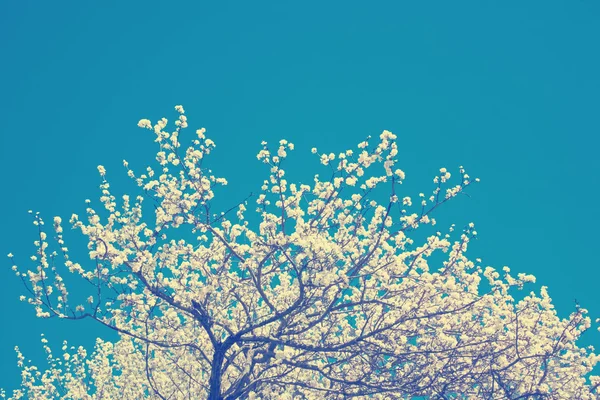 Blooming white apple-tree branch — Stock Photo, Image