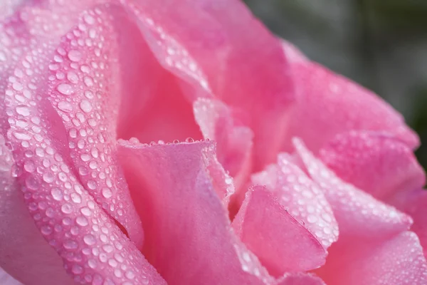 Hermosos pétalos de flor de rosa —  Fotos de Stock