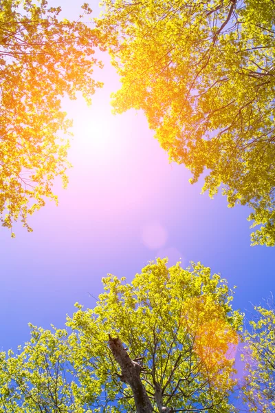 Undersida av träd sky — Stockfoto