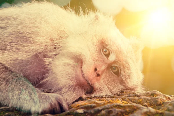 Smiling monkey portrait — Stock Photo, Image