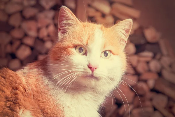 빨간색과 흰색 고양이 실내 연주 — 스톡 사진
