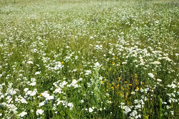 Pré pittoresque avec des fleurs — Photo