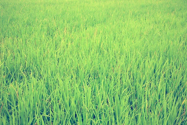 Prato pittoresco con erba verde — Foto Stock