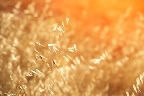 Herbe de prairie au soleil du matin — Photo