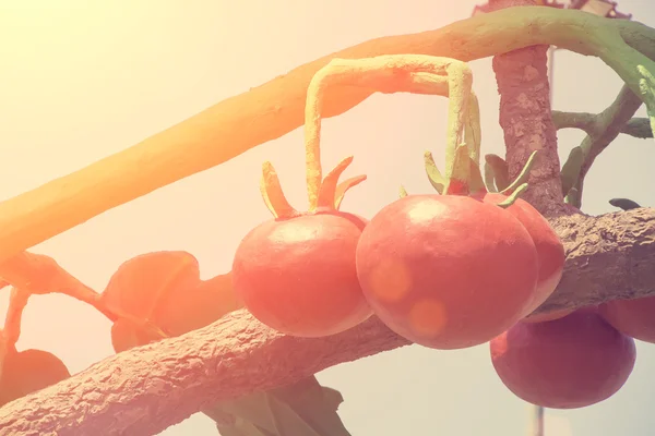 Sculpture of huge tomatoes — Stock Photo, Image