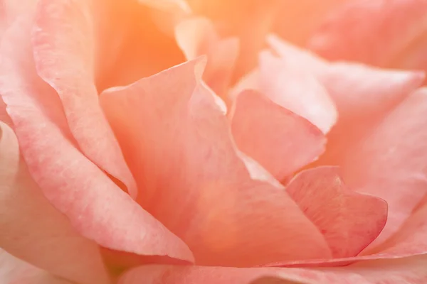 Pittoresco fiore di margherita carino — Foto Stock