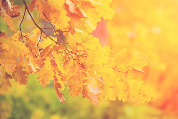 Folhas e ramos amarelos de outono — Fotografia de Stock