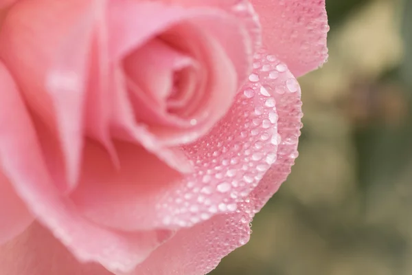 Hermosos pétalos de flor de rosa —  Fotos de Stock