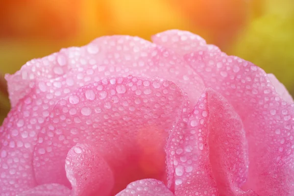 Bei petali di fiore di rosa — Foto Stock