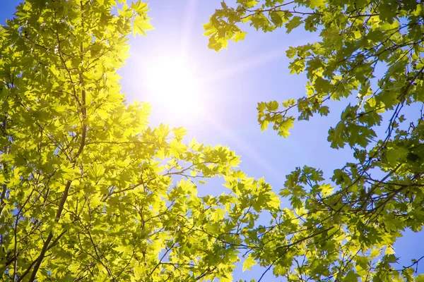 Vista dal basso del cielo degli alberi — Foto Stock