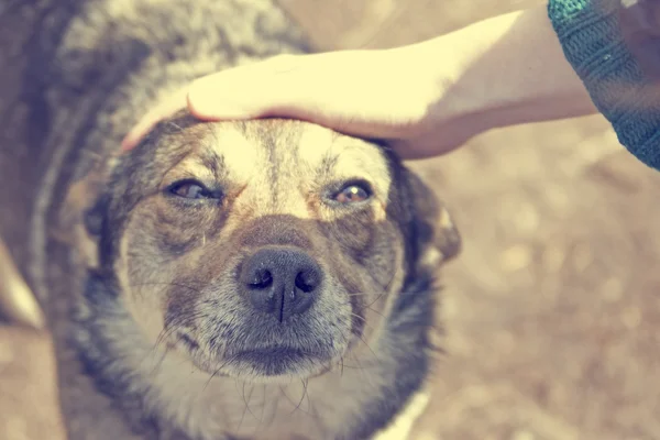 Perro acariciador de mano femenina —  Fotos de Stock